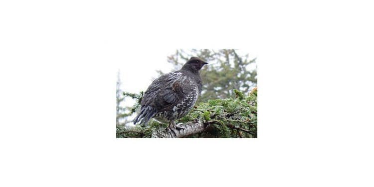 sooty_grouse - alaska