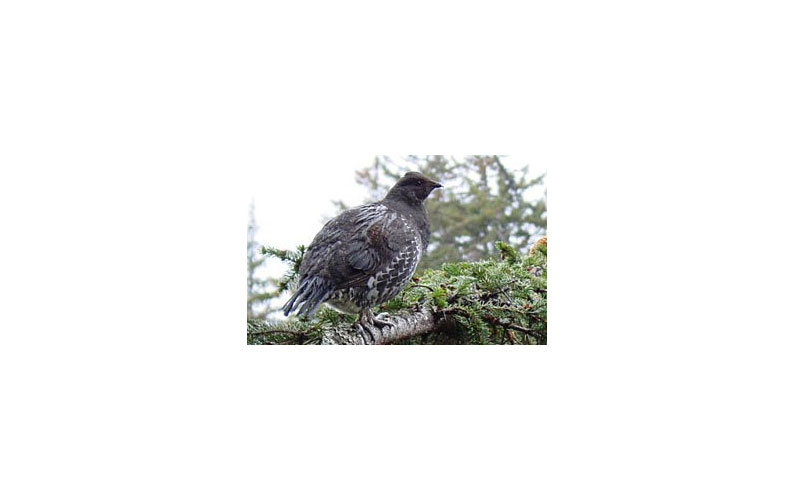 sooty_grouse - alaska