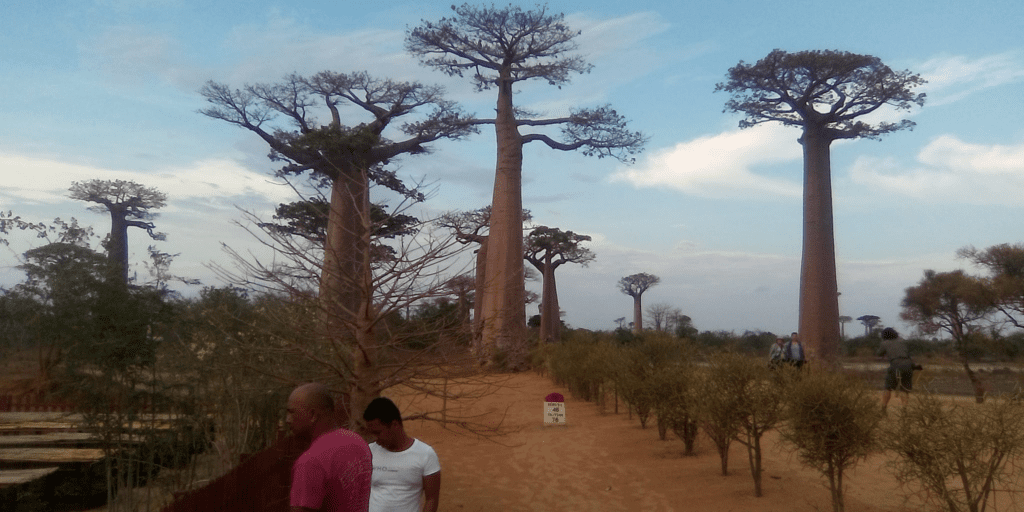 Boabob trees against a blue sky