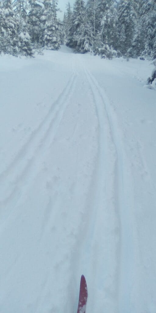 ski trail with snowy trees in the background