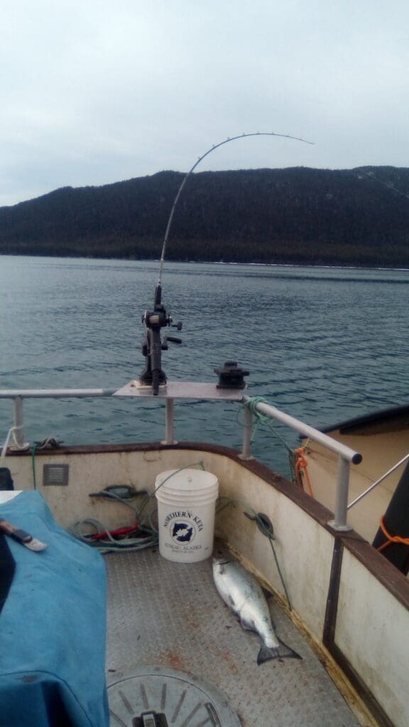 king salmon in boat on the waters of Alaska