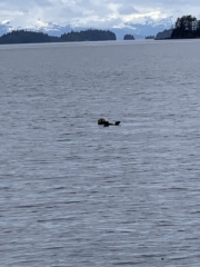 Sea Otter