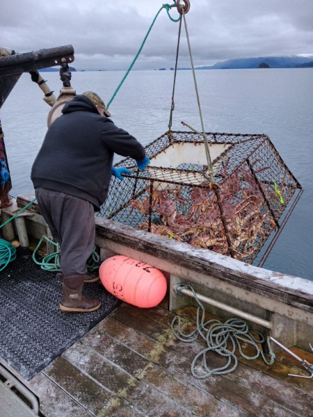 man lifting a large crab net on boat in Alaska