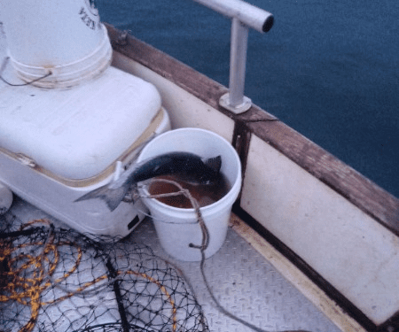 fish in a large white bucket on a boat deck