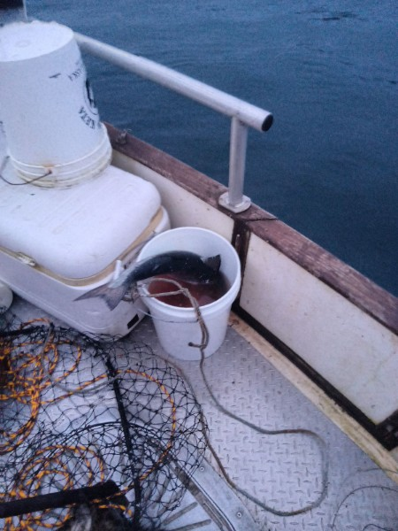 fish in a large white bucket on a boat deck