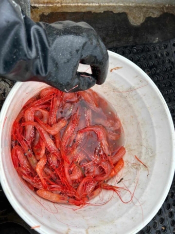 bucket of shrimp