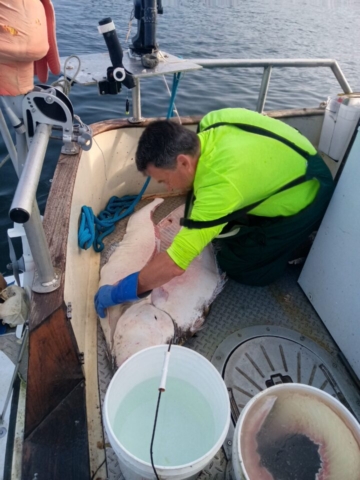 Tom with large halibut on Mark's Boat