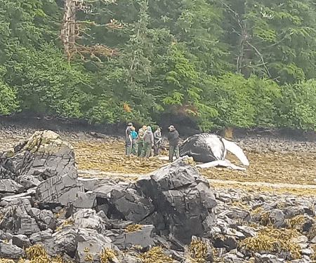 whale on beach