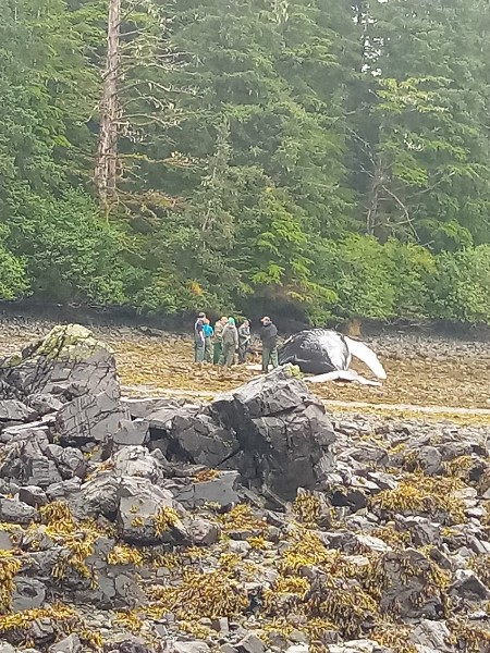 whale on beach