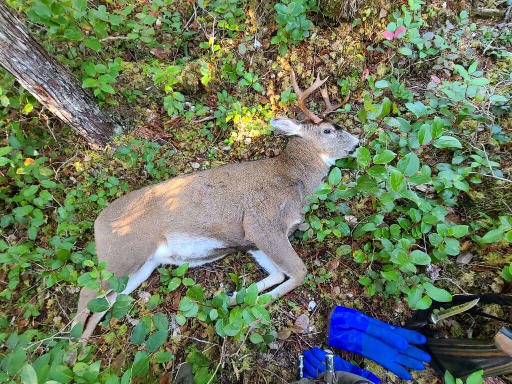 Deer laying on ground