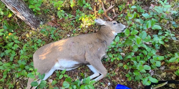 Deer laying on ground