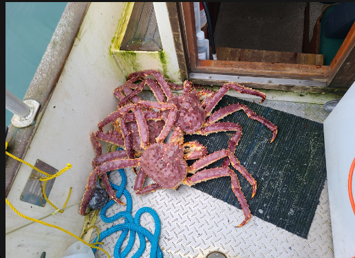 Freshly caught crabs on fishing boat deck