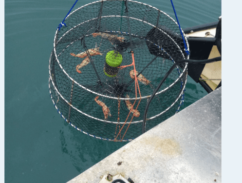 Crab trap with caught crabs in the water.