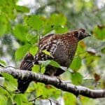 Brown ruffed grouse perched on tree branch