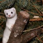 White marten on a tree branch