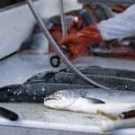 Person cleaning and preparing fresh fish on table.
