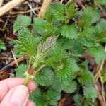 Hand holding young nettle plant