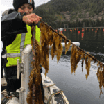 Person harvesting kelp on a boat in Alaska