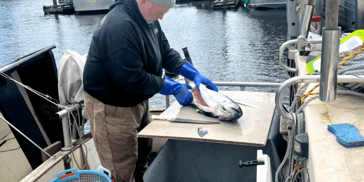 Man filleting fish on boat in harbor.