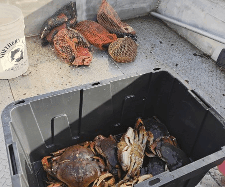 Crabs in container on fishing boat deck.