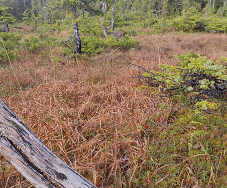 Forest scene with fallen log and overgrown vegetation.