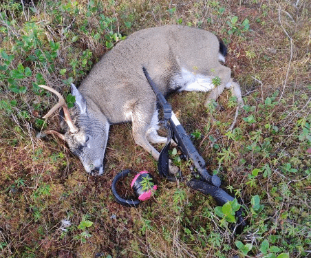 Deer lying on grass with hunting gear.