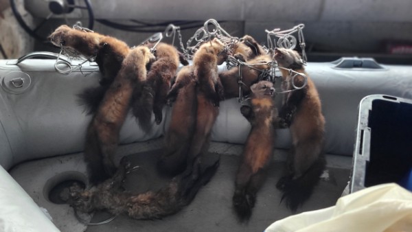 Trapped martens