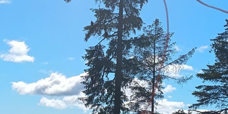 Tall evergreen tree by coastal water with mountain backdrop