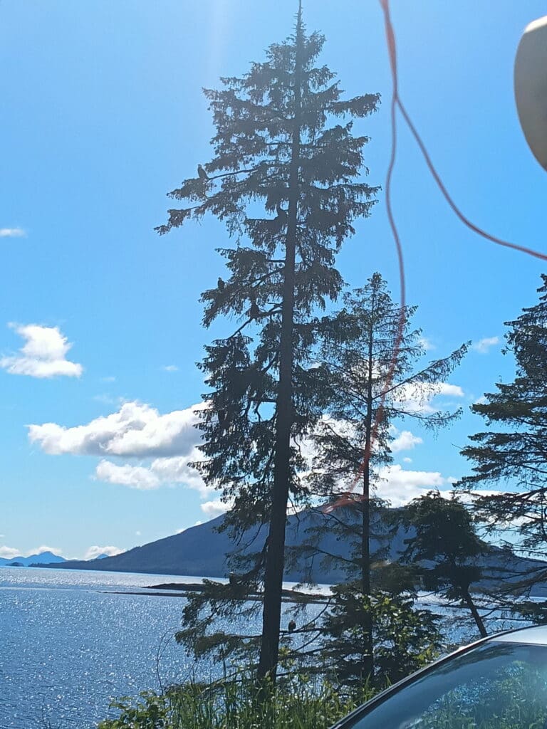 Tall evergreen tree by coastal water with mountain backdrop