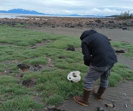 Person examining animal skull on rocky coastal beach
