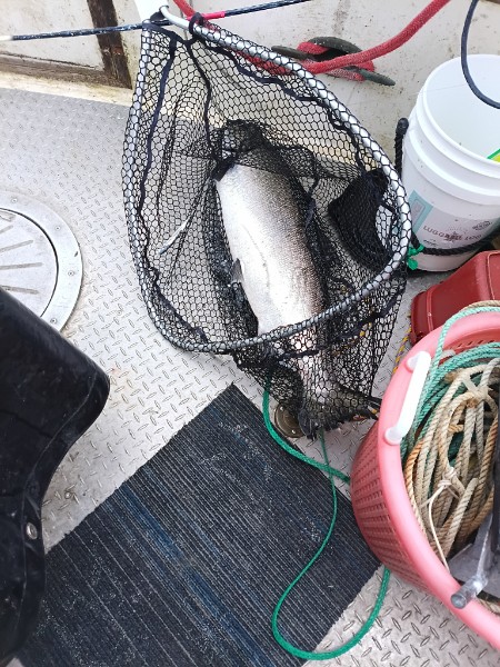 Fish caught in a black net on a boat deck
