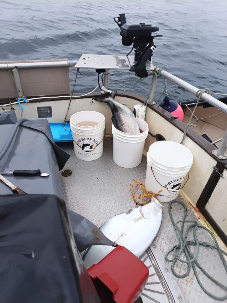 Freshly caught salmon in buckets on Alaska fishing boat
