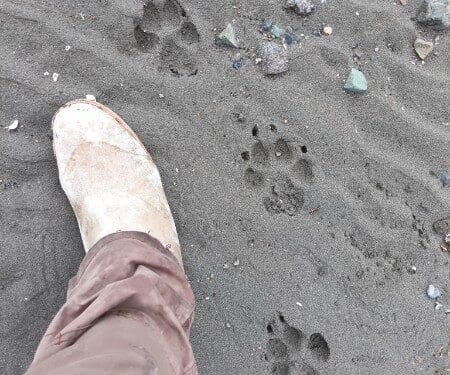 Person in rubber boot beside animal paw prints on dark sand